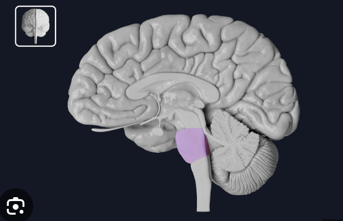 <p>the part of the <u>brainstem</u> that links the <u>medulla</u> oblongata and the <u>thalamus</u>.</p>