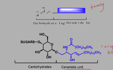 <p>Ceramide unit is in the cell membrane and a carb tag sticks out of the membrane.</p><p>Ceramide made up of fatty acid and sphingosine </p>
