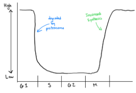 <ul><li><p><span style="background-color: transparent;">P 27 is a Cell Cycle Inhibitor Inhibits: inhibits cell cycle progression (break in cell cycle)</span></p><ul><li><p><span style="background-color: transparent;">1. Cyclin E/cdk2 →&nbsp; G1-S Transition</span></p></li><li><p><span style="background-color: transparent;">2. Cyclin A/cdk2 →&nbsp; S Phase</span></p></li><li><p><span style="background-color: transparent;">3. Cyclin A-B/cdk1→ G2-M</span></p></li><li><p><span style="background-color: transparent;">*p27 can cause cell cycle arrest not matter where we are in the cell cycle since it can stop it at any stage of the cell cycle…suggested that it is a universal cell cycle inhibitor which is important to understand cancer progression</span></p></li><li><p><span style="background-color: transparent;">If p27 is present in any of these cell cycle stage it will cause cell cycle arrest&nbsp;</span></p></li></ul></li><li><p><span style="background-color: transparent;">***P27 is Highly regulated by phosphorylation; while cyclins are regulated mostly by mRNA transcription&nbsp;</span></p></li><li><p><span style="background-color: transparent;">prevents cell cycle progression&nbsp;</span></p></li><li><p><span style="background-color: transparent;">assembles Cyclin D/cdk4-6 —&gt; cell cycle progression&nbsp;</span></p><ul><li><p><span style="background-color: transparent;">***when p27 interacts with Cyclin D/cdk4 it brings the complex together which helps cdk4 become active so that we can phosphorylate Rb…and in this case instead of being an inhibitor it actually acts as a ‘gas pedal’&nbsp;</span></p><ul><li><p><span style="background-color: transparent;">P27 has a binding site for cyclins and cdk&nbsp;</span></p></li><li><p><span style="background-color: transparent;">P27 changes configuration when certain proteins are bound to it which allows it to have these 2 different functions…depending on its shape&nbsp;</span></p></li></ul></li><li><p><span style="background-color: transparent;">since INK4 is the primary inhibitor of cyclin D/cdk4 (specifically inhibits the cdk) when the cell is undergoing mitosis that will be the primary inhibitor BUT when the cell is in REST with NO growth signal p27 WILL inhibit cyclin D/cdk4 [depends on where the cell is within the cycle]&nbsp;</span></p></li></ul></li><li><p><span style="background-color: transparent;">levels high in G1&nbsp;</span></p></li><li><p><span style="background-color: transparent;">regulated at the protein level (not transcribing cyclins)</span></p></li><li><p><span>Protein expression of p27</span></p></li><li><p><span>In cell rest p27 levels are high and right at the transition between G1 and S phase p27 levels drop off rapidly and it stays constant and as the cell starts to divide p27 levels shots up again (cyclins have a opposite trend)&nbsp;</span></p></li><li><p><span>When a protein goes flat at any given point we call it ‘steady state’ which means the level of input = the level output…what you make is the same as what it getting used/getting rid of&nbsp;</span></p></li><li><p><span>When p27 level drop synthesis either has to go down or degradation of p27 has to go up…in the cell cycle it is caused by p27 degradation&nbsp;</span></p><ul><li><p><span>Cyclin E/cdk 2 phosphorylates p27 which causes p27 degradation&nbsp;</span></p></li><li><p><span>As cyclins and cdks go up we stars reduce the ‘breaks’ in the cell cycle</span></p></li></ul></li><li><p><span>as we reach S phase there is no inhibition of cell division at least by the KIP proteins which makes transitioning to the next phase easy&nbsp;</span></p></li></ul><p></p>