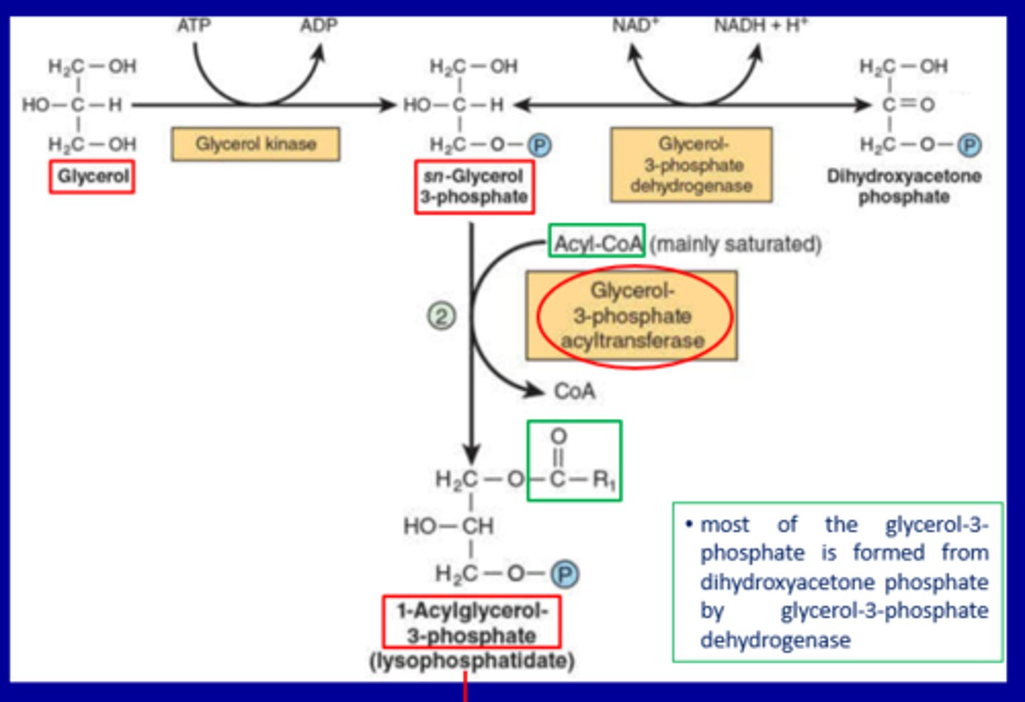 <p>a. From Glycerol</p><p>Enzyme: Glycerol kinase</p><p>Reaction: Glycerol + ATP → sn-Glycerol 3-phosphate + ADP</p>