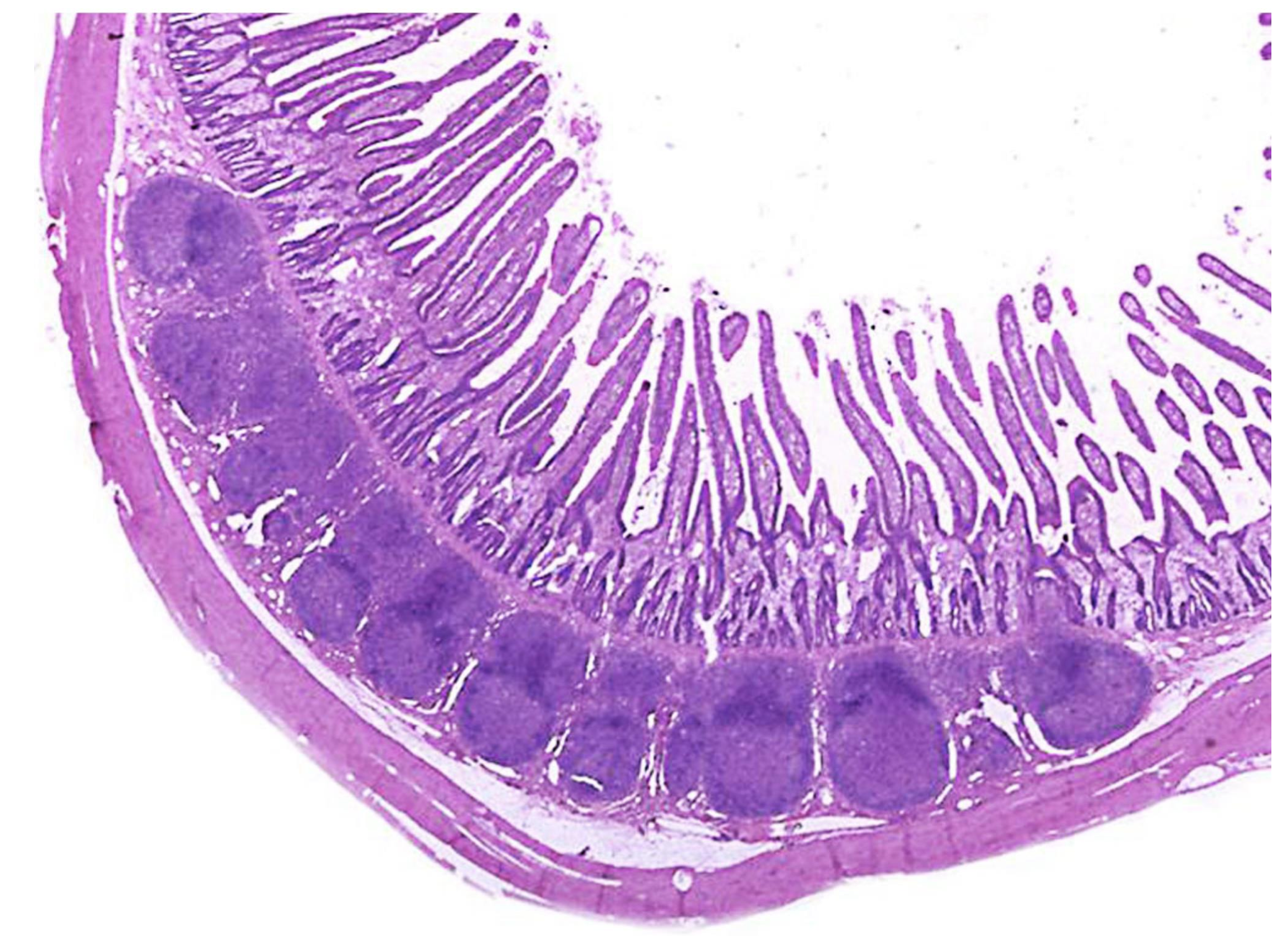 <p>ID the structure</p>