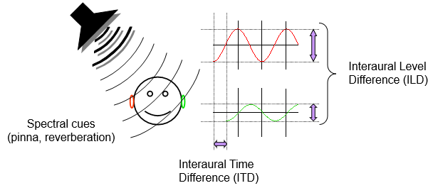 <p><strong>Visual space:</strong> Information represented in spatial maps (”retinotopic maps”)- we know where things are.</p><p><strong>Auditory space:</strong> Information represented in tonotopic (pitch) maps (sounds mostly processed in contralateral auditory cortex).</p><div data-type="horizontalRule"><hr></div><p>Interaural timing differences (ITD) </p><ul><li><p>~600 microseconds to travel across the head from one ear to the other</p></li><li><p>ITDs useful for azimuth (left/right), not so useful for judging elevation and distance</p></li></ul><p> Interaural level differences (ILD) </p><ul><li><p>The head casts an ‘acoustic shadow’- reduce intensity of sounds reaching the far ear.</p></li><li><p>Bigger effect in high-frequency sounds</p></li><li><p>ILDs useful for azimuth</p></li></ul><p><strong><em>Cone of confusion: </em></strong><em>Two points within surface of cone will have the same ITD and ILD, and so listeners cannot reliably indicate elevation of sound source with the two cues alone.</em></p><p>Spectral cues </p><ul><li><p>Spectral cues introduced by the head and external ears (pinna)</p></li><li><p>Change the intensity (volume) of different frequencies</p></li><li><p>The change in spectrum of the frequencies gives cues to location (including elevation)</p></li></ul><p></p>