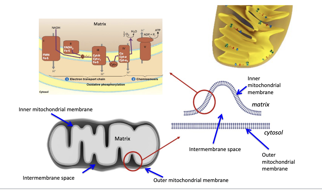 <ul><li><p>TCA is in mitochondrial matrix</p></li><li><p>oxidative phosphorylation = ETC + chemiosmosis</p><ul><li><p>occurs in <strong>inner mitochondrial membrane</strong></p></li></ul></li><li><p>you eject H+ into intermembrane space which then flows back into the mitochondrial matrix to generate ATP</p></li></ul><p></p>