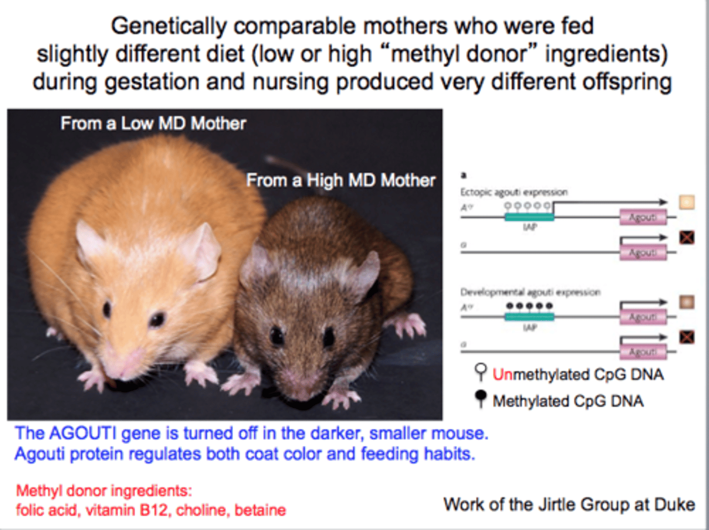 <p>Twins may develop different diseases (e.g., cancer, diabetes) due to lifestyle or environmental factors altering their epigenome</p>