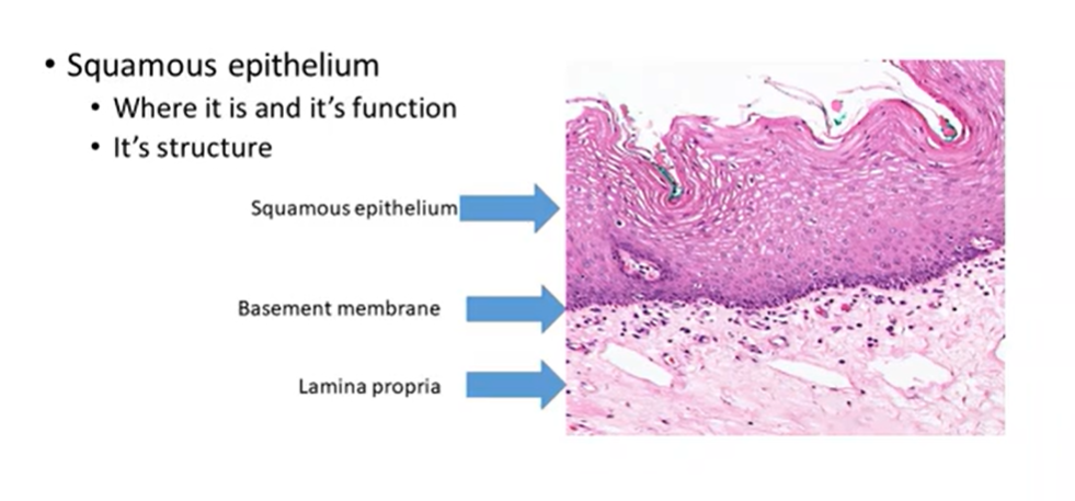 <ul><li><p>forms lining of oral mucosa</p></li><li><p>barrier formation </p></li><li><p>multiple layers of cells </p></li><li><p>loose layer of keratin on the surface </p></li><li><p>epithelium sits on a layer of connective tissue called the lamina propria nd is well demarcated by the basement membrane </p></li></ul><p></p>