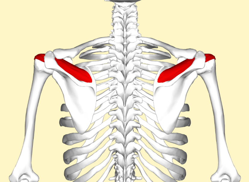 <p>Spiernaam, origo en insertie, functie</p>