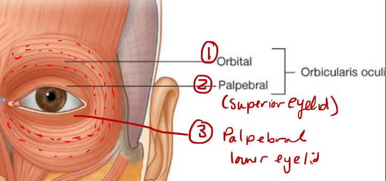 <p><strong>1 </strong>Orbital portion</p><p><strong>2 </strong>Palpebral portions (superior placed - upper eyelid)(inferior placed - lower eyelid) </p>
