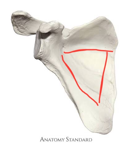 <p>scapula, shallow concavity on inside</p>