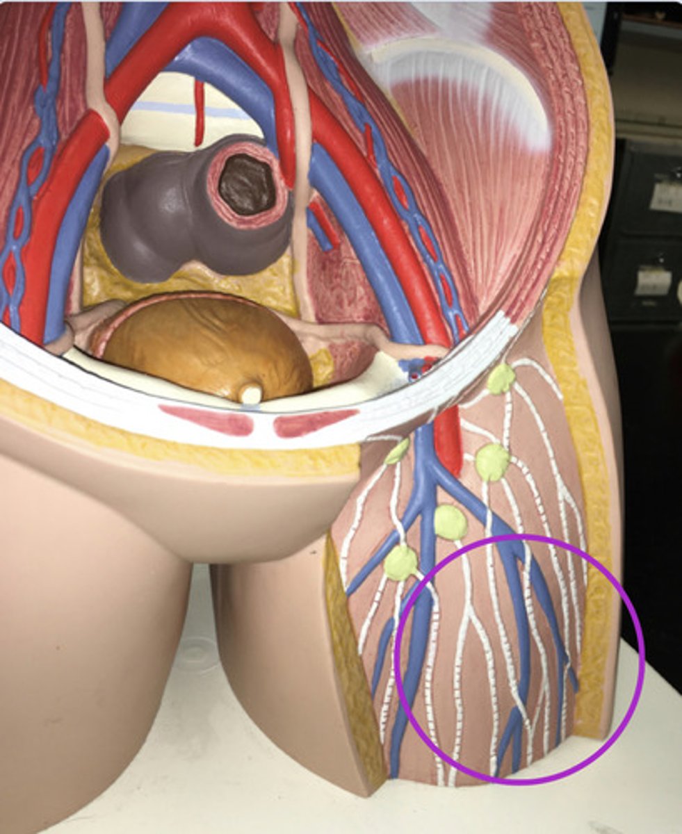 <p>White vessels carrying lymph</p>