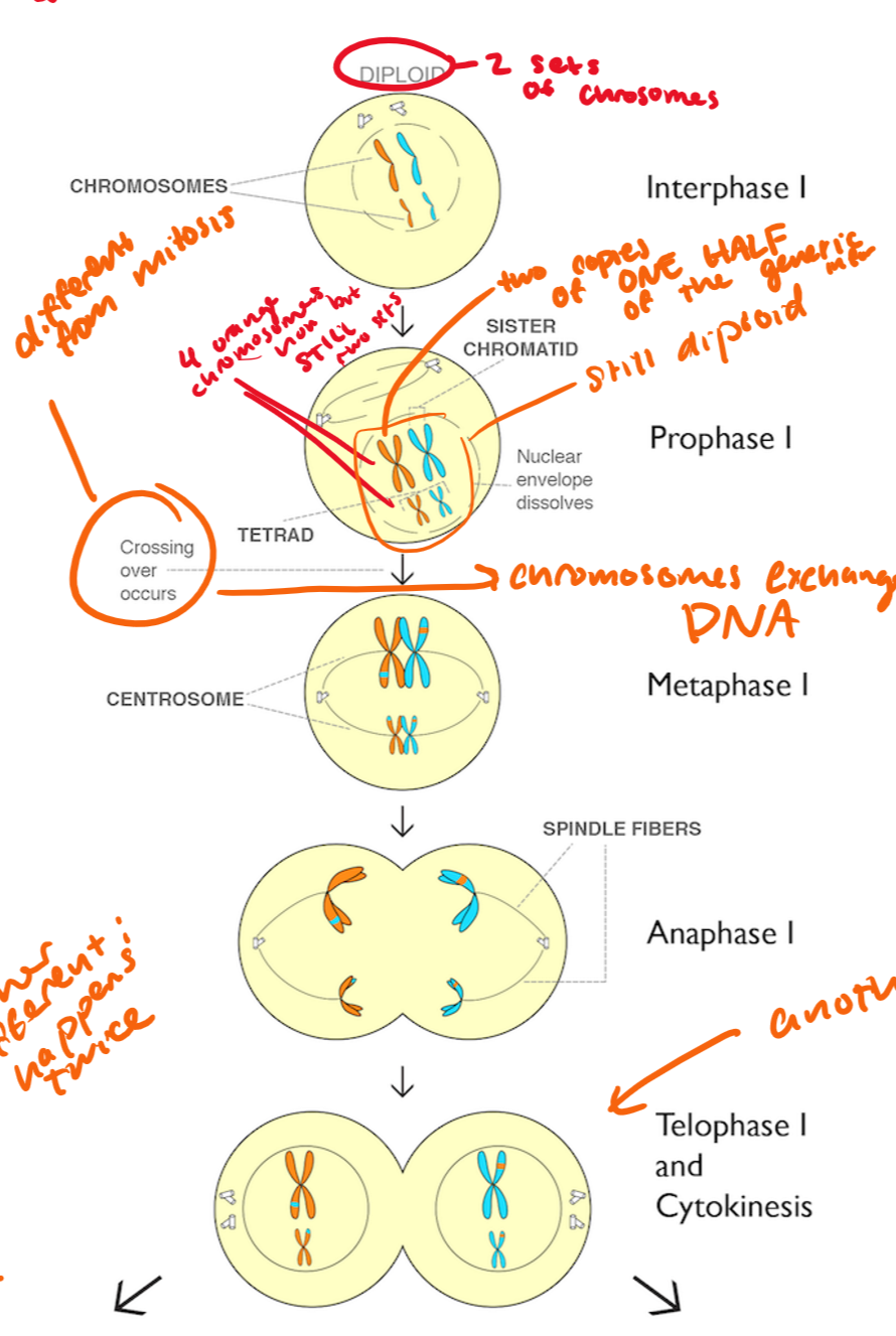 <ul><li><p>chromsomes condense, nucleus dissolves, spindle fibers form</p></li><li><p><strong>tetrads form, crossing over occurs</strong></p></li><li><p><strong>tetrad=two “Xs” (2 homologous chromosomes) coming together to form a tetrad</strong></p></li><li><p><strong>you have two copies of ONE HALF of the genetic material</strong></p></li><li><p><strong>it is still diploid</strong></p></li></ul><p></p>