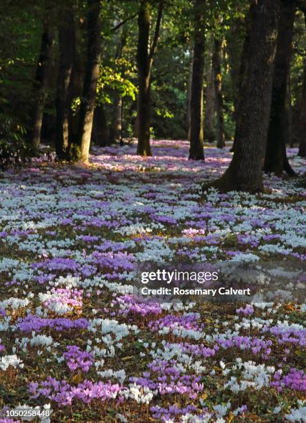 <p>Forest floor plants get very little sunlight down there on the floor, so instead they have many different photosynthetic pigments that can absorb a wide variety of different wavelengths of light which reach the canopy. </p><p><br>They also have large leaves to maximize their surface area for light absorption, and very colorful flowers with strong scents to attract pollinators despite the low levels of light.</p>
