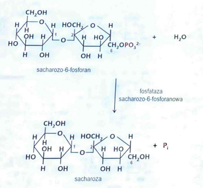 <p>(Hydrolazy)</p><p>Usuwa grupy fosforanowe (defosforylacja).</p>