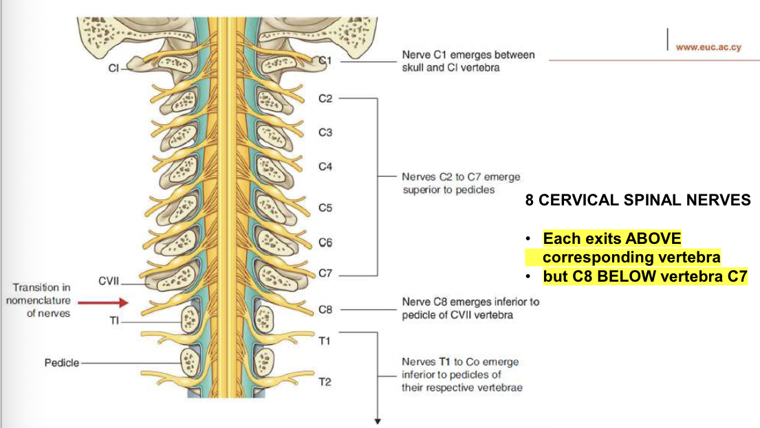 <p>Each exits ABOVE the corresponding vertebra, BUT C8 BELOW vertebra C7</p>