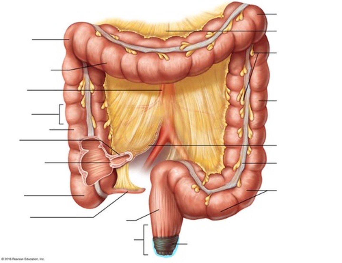<p>End of the rectum</p>