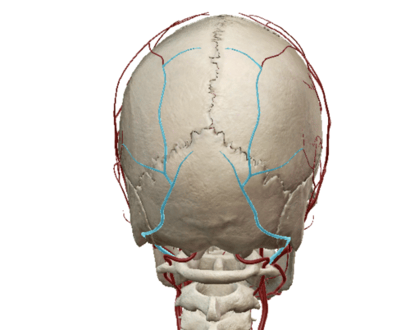 <p>A vein that drains the occipital region of the head.</p>