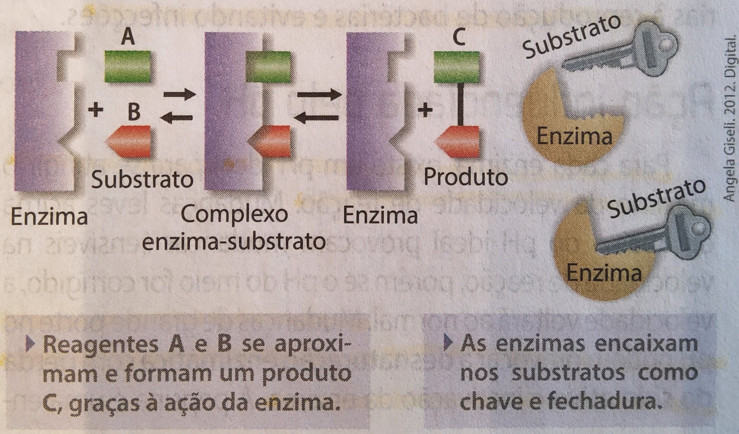 * são específicas para determinados substratos (molécula que irá se encaixar e reagir com a enzima)
* pontos de encaixe = centros/sítios ativos