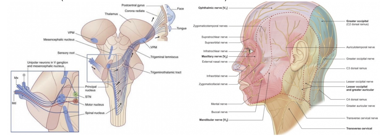 <ul><li><p>5th cranial nerve — has both a motor &amp; sensory nucleus — located in the <u>metencephalon</u> (pons)</p></li><li><p>Motor nucleus — located in pons, and has a <u>special visceral efferent </u>(SVE) component — innervates the muscles of mastication &amp; others of branchiomeric origin</p><ul><li><p>Only branch of trigeminus with a motor component — mandibular branch — masticatory muscles (medial pterygoid, lateral pterygoid, masseter &amp; temporalis), but also innervates the anterior belly of digastric, mylohyoid, tensor veli palatini, and tensor tympani</p></li></ul></li><li><p>Large general sensation territory at level of head &amp; of face — <u>general somatic afferent</u> (GSA) component, thus presnece of a sensory nucleus in the pons belonging to trigeminus</p></li><li><p>Sensations (from trigeminus) carried into the brain through 3 nuclei —</p><ul><li><p>Pontine/principal (found in the pons)</p></li><li><p>Mesencephalic nucleus (in the midbrain)</p></li><li><p>Bulbospinal or spinal nuclei</p></li></ul></li><li><p>Sensory ganglion of the trigeminus = <u>ganglion of Gasser</u></p><ul><li><p>not in brainstem — root goes to this ganglion then breaks off into the 3 branches</p></li></ul></li><li><p>Exits at the level of the foramen rotundum, ovale, and superior orbital fissure</p></li></ul>