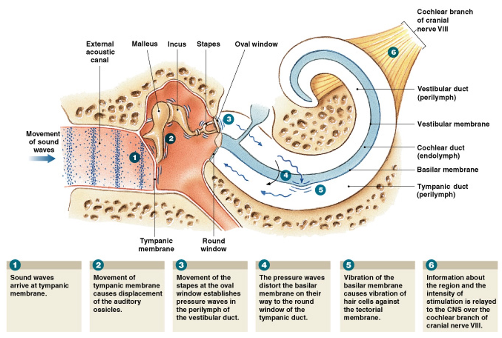 <p>What is this the process of:</p><ol><li><p>Waves arrive at tympanic membrane</p></li><li><p>Tympanic membrane vibrates, malleus, incus, stapes</p></li><li><p>Stapes at oval window establishes pressure waves</p></li><li><p>Waves distort basilar membrane</p></li><li><p>Vibration of hair cells against tectorial membrane</p></li><li><p>Region and intensity of stimulation relayed to CNS</p></li></ol><p></p>