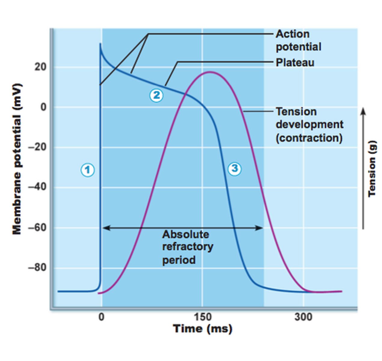 <p>what causes the repolarization phase during cardiac muscle action potential?</p>