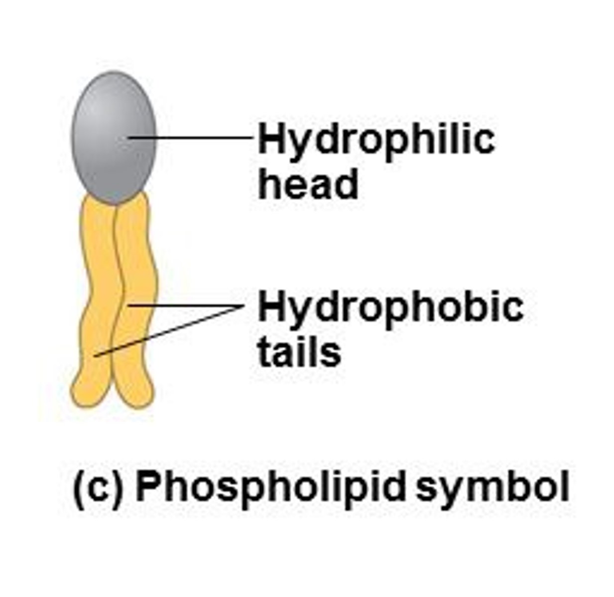 <p>hydrophilic head and hydrophobic tail</p>