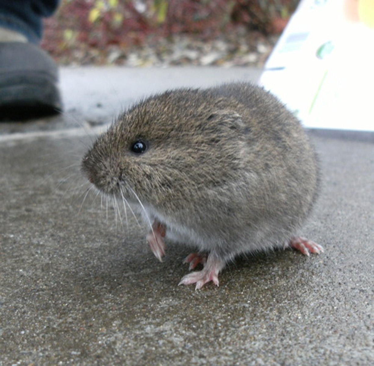 <p>Microtus ochrogaster</p>
