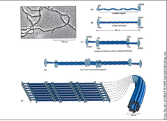 <p>-In between thickness -Composed of fibrous proteins that supercoil into thicker cables -Reinforces cell shape -Anchors certain organelles -Holds the nucleus in place in a cage -Are permanent fixtures in a cell</p>