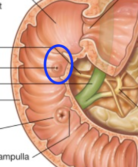 <p>Mindre upphöjning i duodenums inre vägg med mynning för bukspott (d. pancreaticus accessorius)</p>