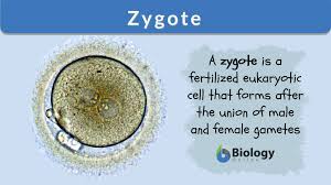 <p>A fertilized egg</p><p>Examples: human egg cells </p>