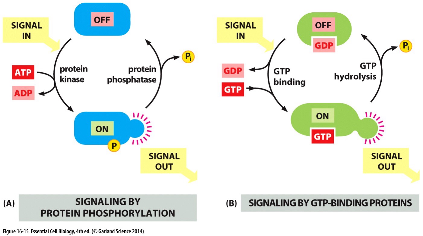 <p>Protein Kinase and Protein Phisphatase </p>