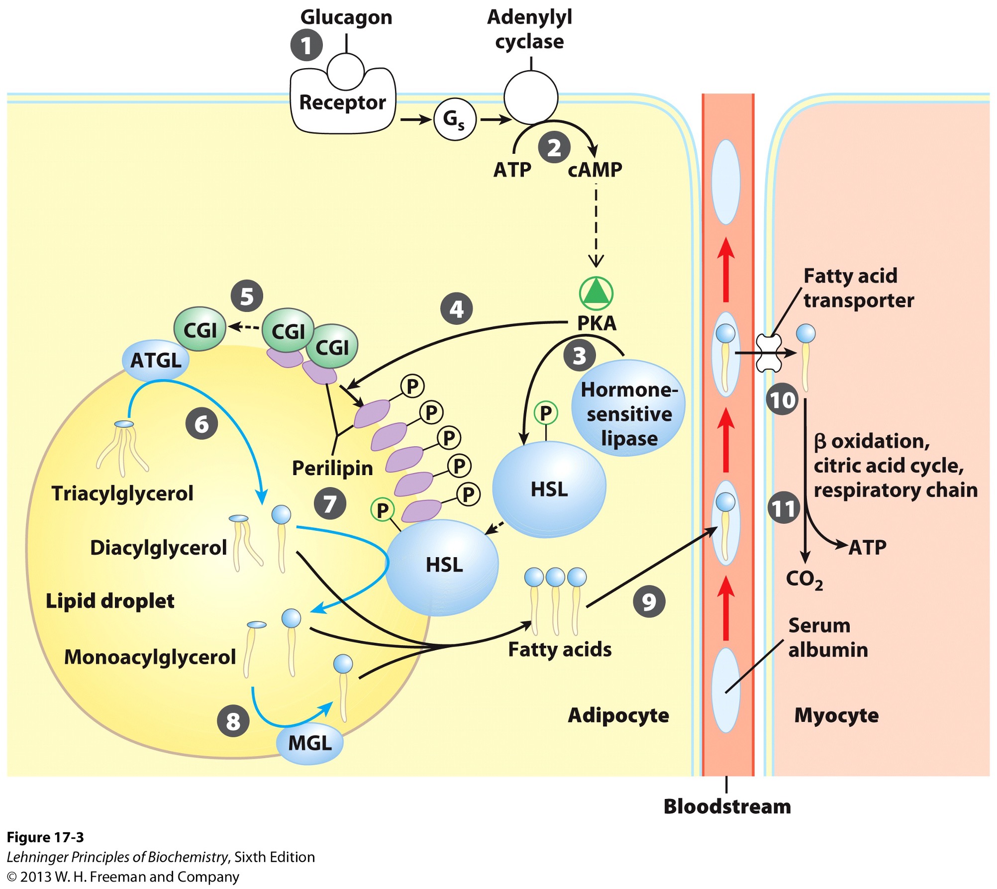 <ul><li><p>bloodstream </p></li><li><p>bind serum albumin</p></li></ul><p></p>