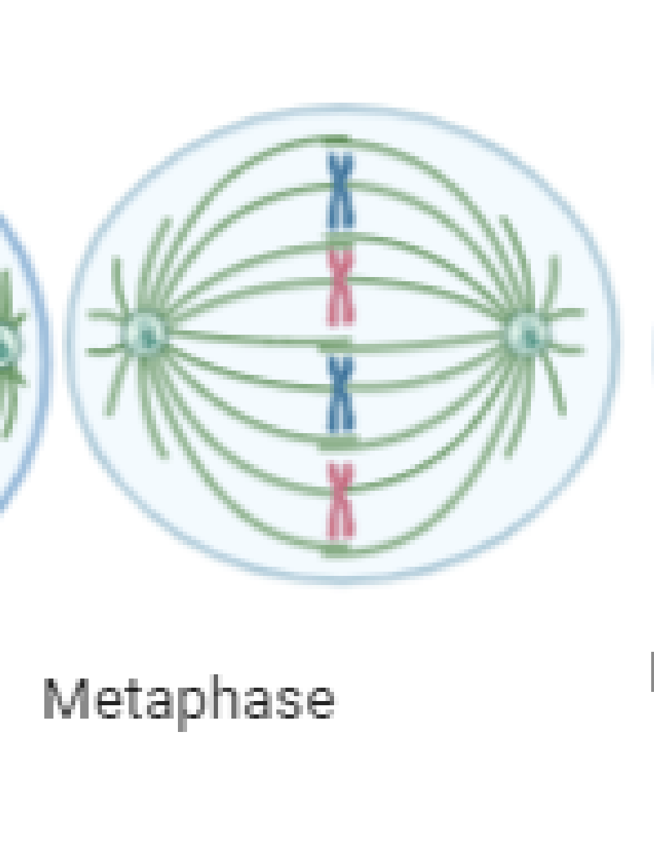 <p>Replicated chromosomes line up along the equator</p>