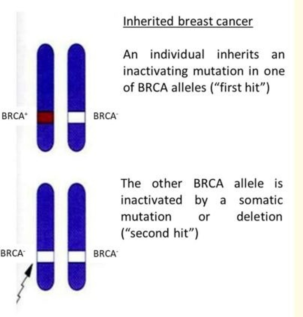 <p>Knudson's two-hit hypothesis</p>