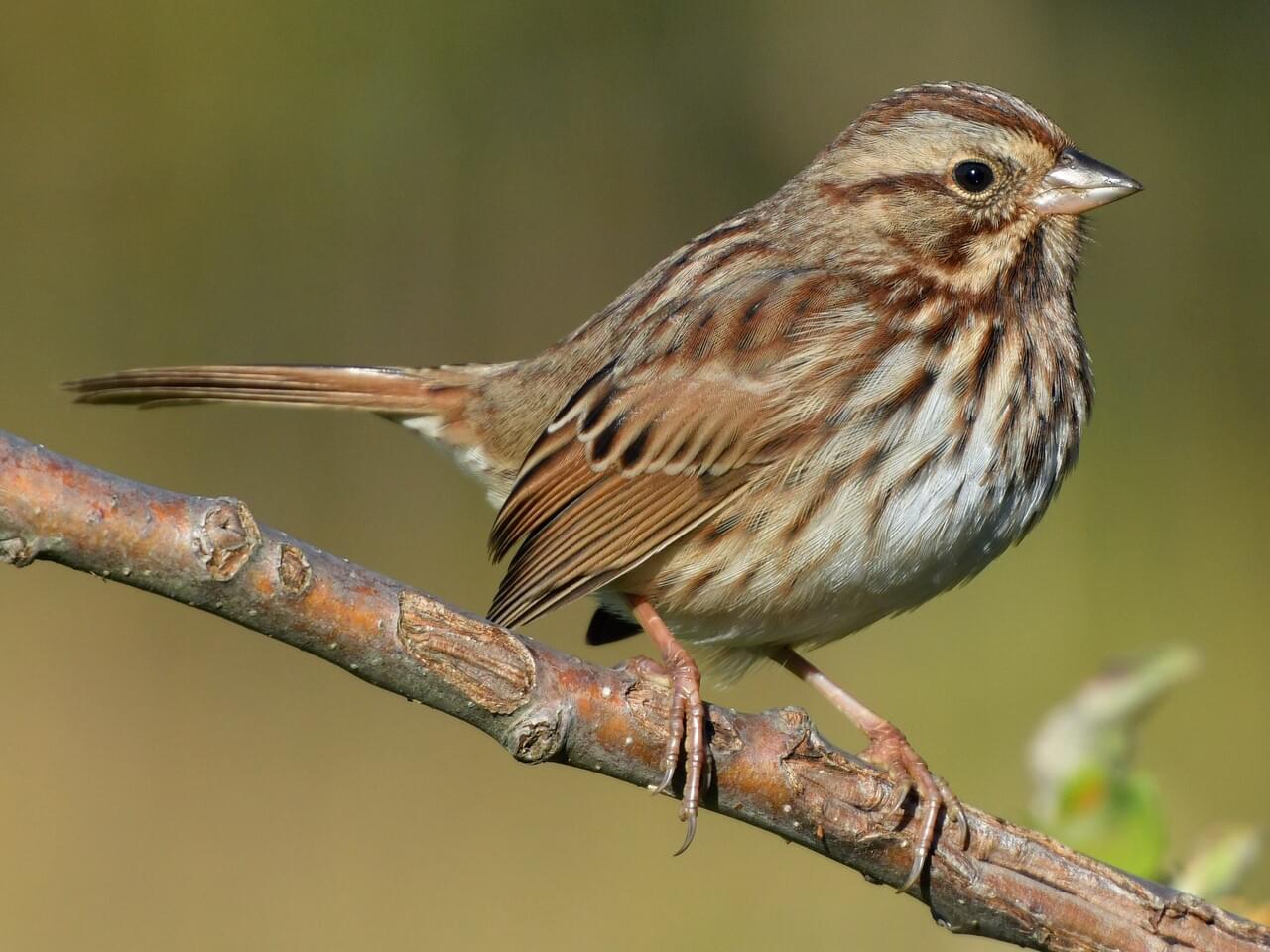 <p>Streaky brown sparrow with central breast spot; common summer singer.</p>