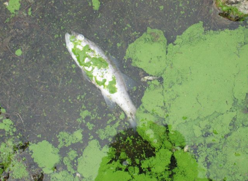 highly soluble nitrate enters the water.
causes an algal bloom - the algae living at the surface take up the nitrate & rapidly reproduce, causing the upper layers of water to become densely populated with algae.
this blocks out light to submerged plants meaning they cannot photosynthesis & therefore can't provide oxygen to the water.
the algae & other plants die due to a lack of photosynthesis & are decomposed by respiring aerobic saprobionts.
the little oxygen left in the water is used by the saprobionts so the oxygen concentration in the water decreases more.
due to a lack of oxygen, fish & other aerobic species die & are decomposed by anaerobic species.
water becomes turbid with detritus particles.
finally anaerobic bacteria may reduce nitrite & nitrate levels.