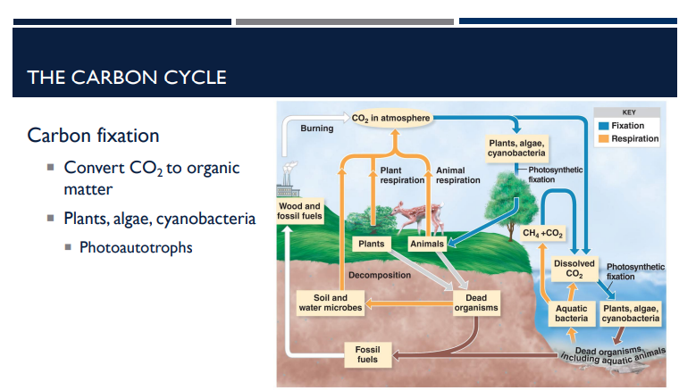 <p>What is carbon fixation?</p>