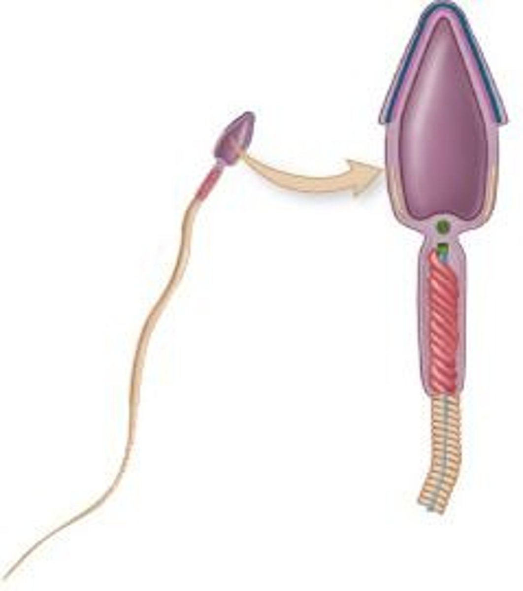 <p>Seminal vesicles add an alkaline, viscous fluid to sperm, which contains fructose for ATP production.</p>