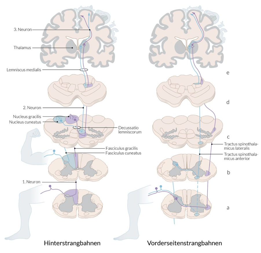 <p>A. Free nerve endings</p>