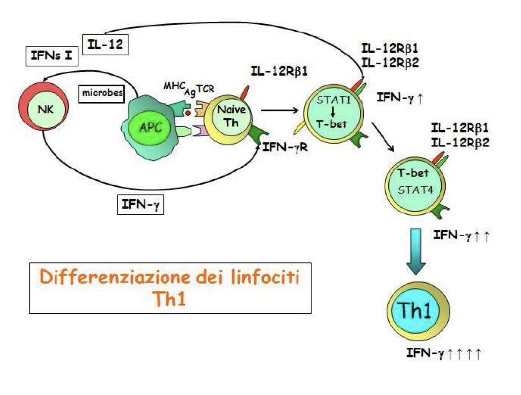 <p>In risposta ai microbi intracellulari le apc producono INFs e IL12 che attivano le NK che producono IFN gamma che agisce sulle cellule T naive che stanno rispondendo alla presentazione dell’ag.</p><p>Le cellule naive attivano STAT1 (molecole di segnalazione) che vanno al livello del nucleo dove attivano Tbet (fattore di trascrizione). Tbet va ad attivare la catena beta1 e beta2 del recettore della IL12.</p><p>I recettori rispondono a IL12 che innesca l’attivazione di STAT4 che stabilizza Tbet che innesca la produzione di INFgamma.</p><p>Ora la cellula Th1 è matura e produce INFgamma.</p>
