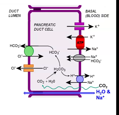 <p>h2co3 produced by carbonic anhydrase. this dissociates into h+ and hco3-, and the hco3- moves out via the cl- exchanger. this is driven by the sodium potassium exhanger.</p>