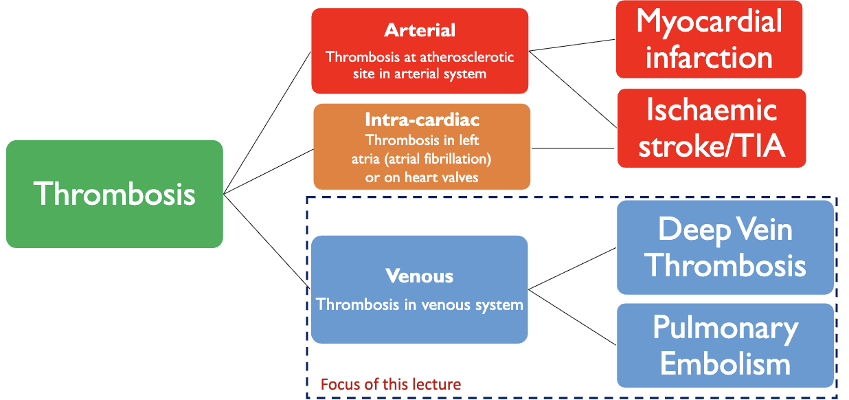 <ul><li><p>thrombosis in the left atria or the heart valves&nbsp;</p></li><li><p>thrombus in heart can break off and move to other parts of the body, often to the brain, → ischaemic stroke/TIA</p></li></ul><p></p>