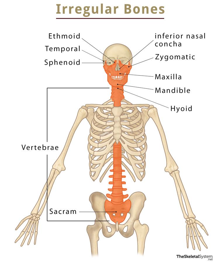 <p>Bones that have odd shapes or patterns (ie. vertebrae or sacrum).</p><p></p>