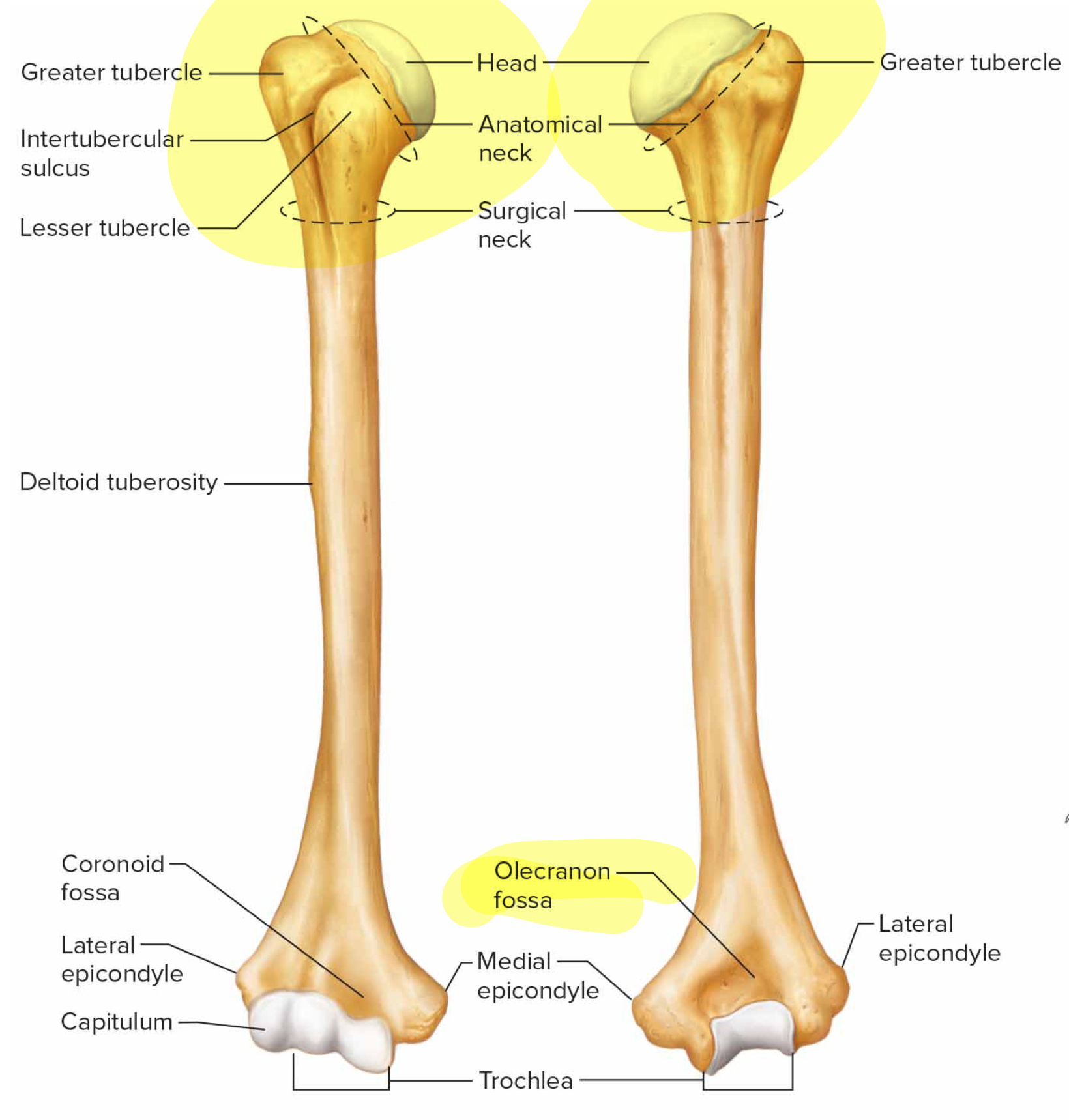 <p>What bone is this?</p>