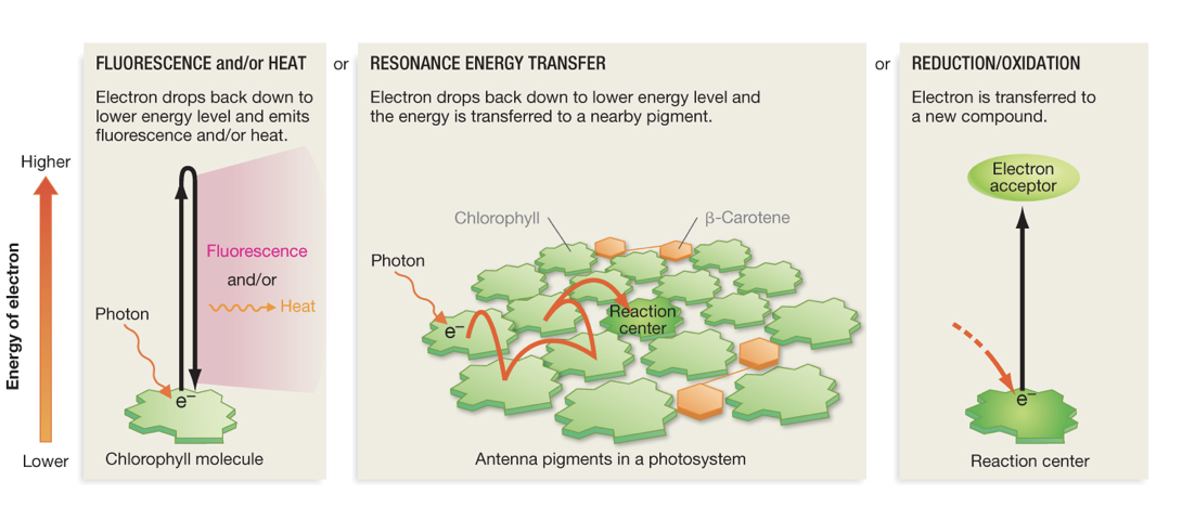 <p>List the 4 things that energy released from electrons can do</p>