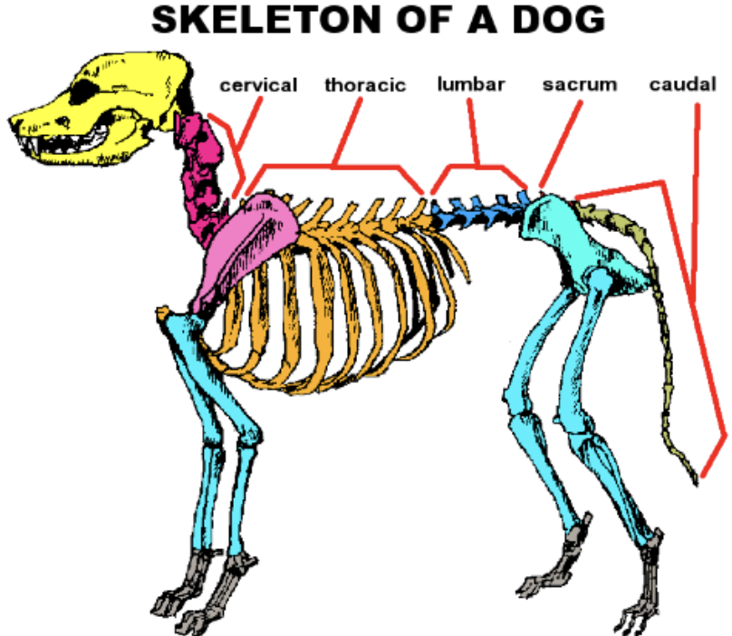 <p>what are the vertebrae </p>