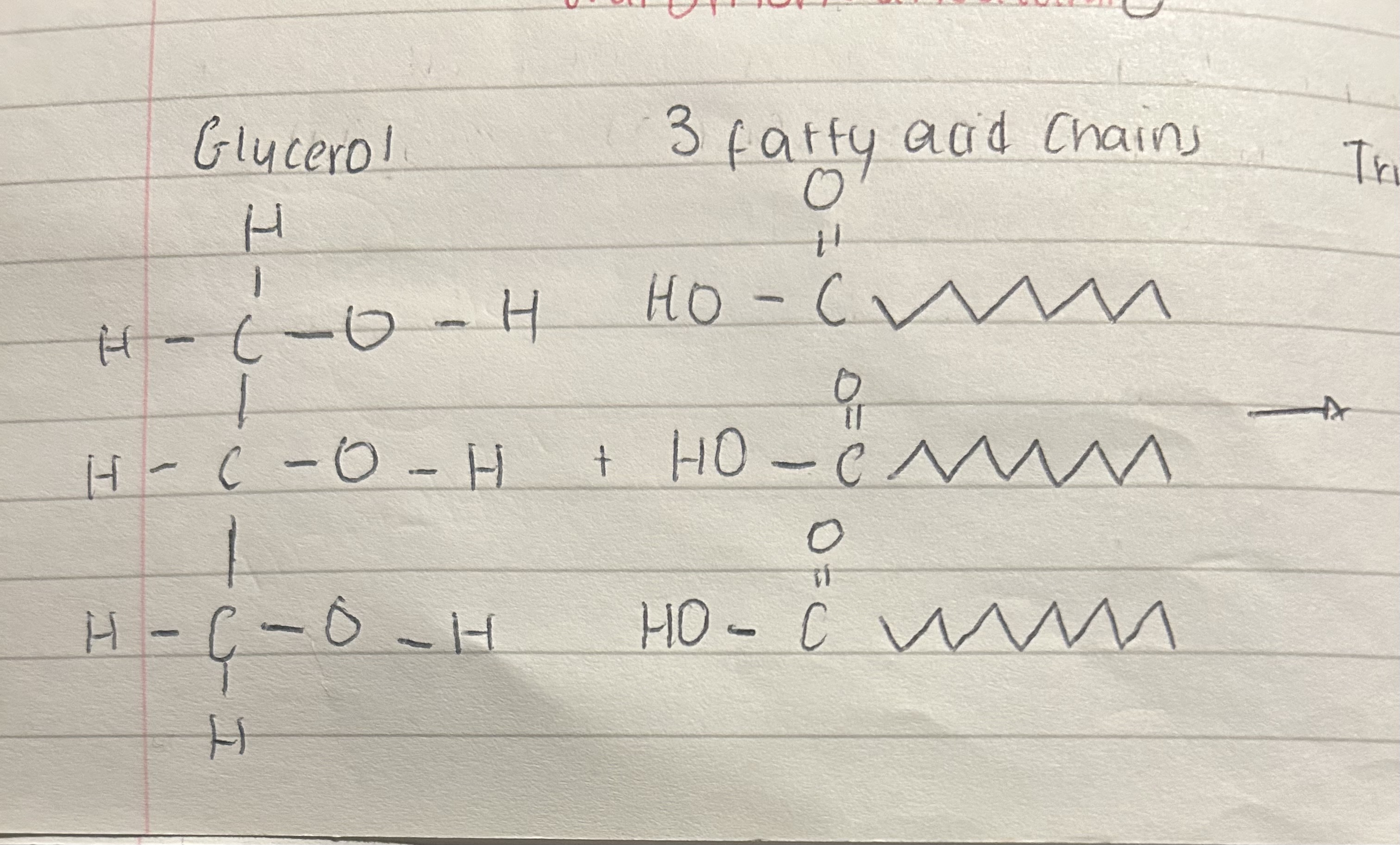 <p>Triglyceride/ natural fats</p>