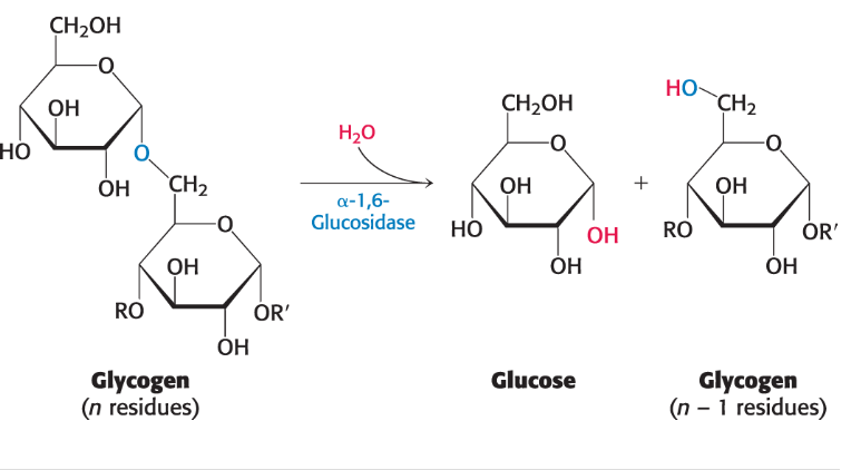 <p>is responsible for removing a glucose unit from the branching points of glycogen. It acts on both alpha-1,6-glucosidic bonds, which allows for the complete mobilization of glucose units during glycogen degradation. </p>