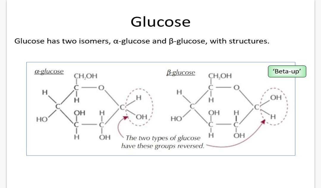 <p>a-glucose and B-glucose</p>