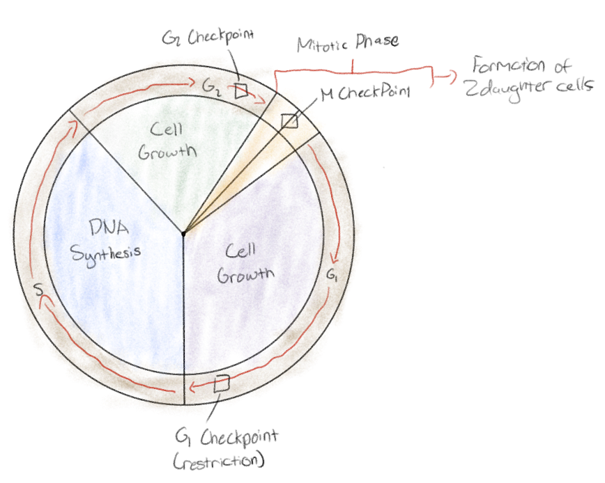<p>G<sub>1</sub>&nbsp;checkpoint</p><p>G<sub>2</sub>&nbsp;checkpoint</p><p>M checkpoint</p>