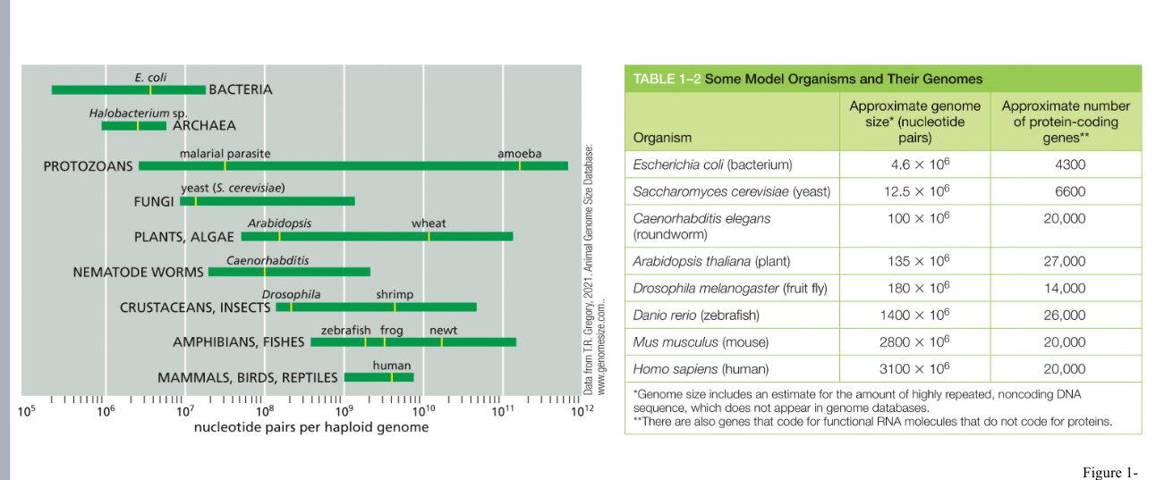 <p><span>rich in regulatory DNA</span></p>
