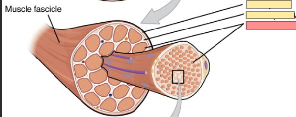 <p>each muscle cell is known as __</p>